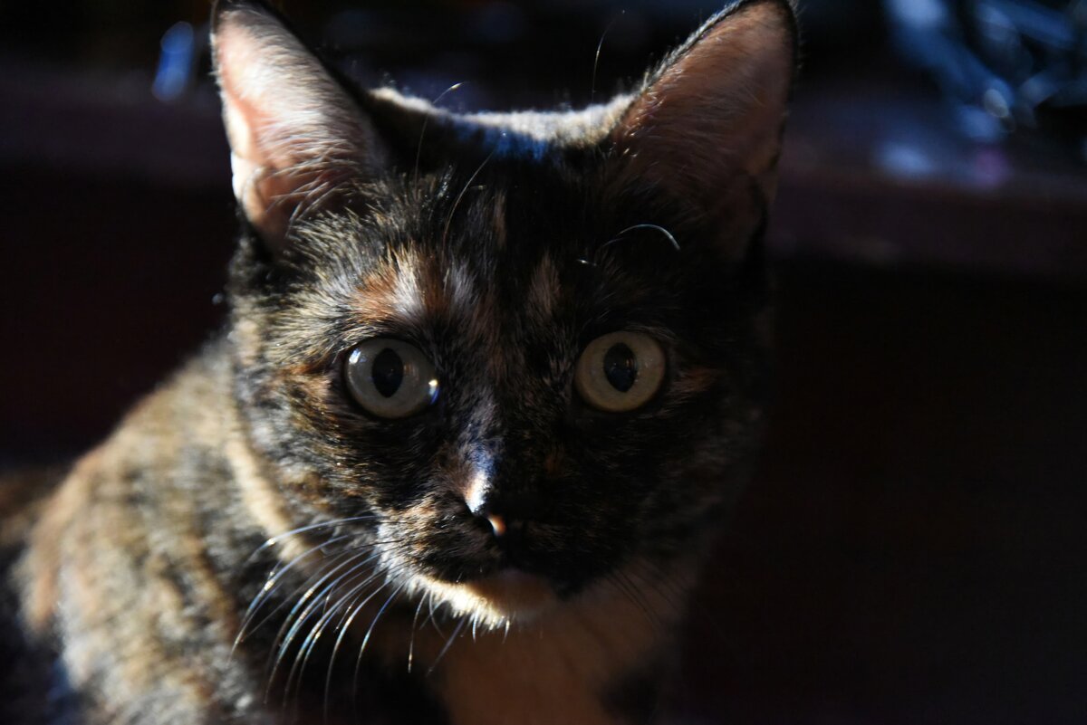 Кошка Клава - Игорь Волков Кошка Клава - Игорь Волков