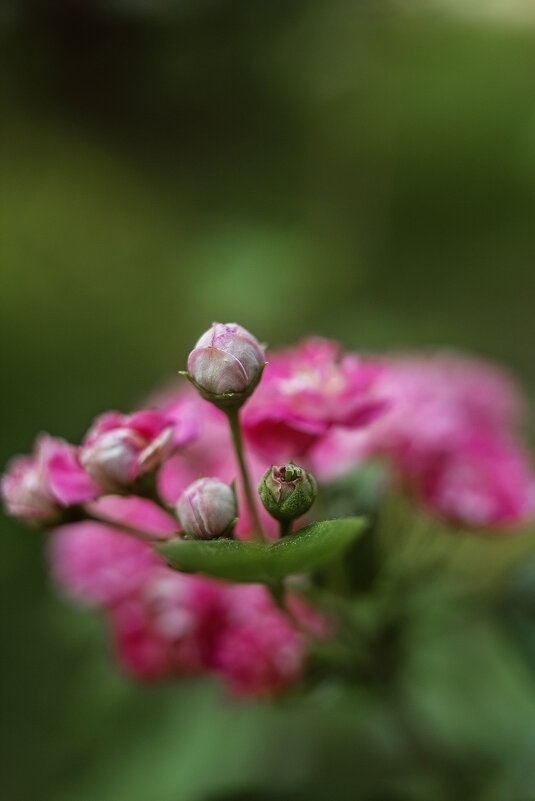 *** - Яна Горбунова