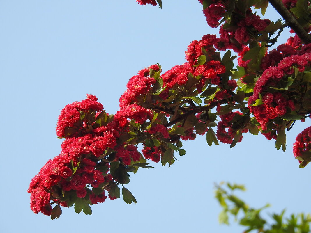 цветы в моём саду - ИННА ПОРОХОВА цветы в моём саду - ИННА ПОРОХОВА