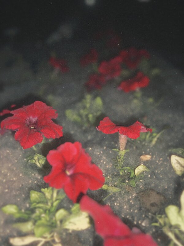 Летний снег - Евгения Мокшина