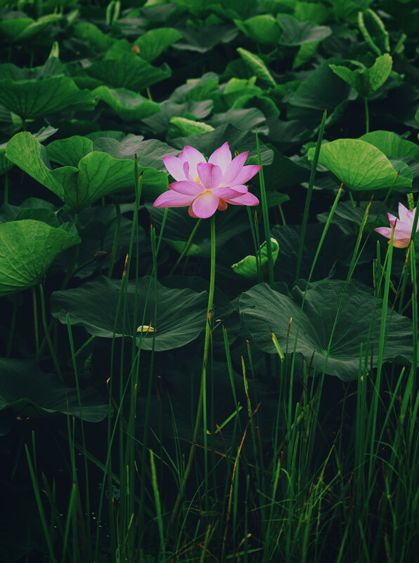 Озеро лотосов - Эдуард Куклин Озеро лотосов - Эдуард Куклин