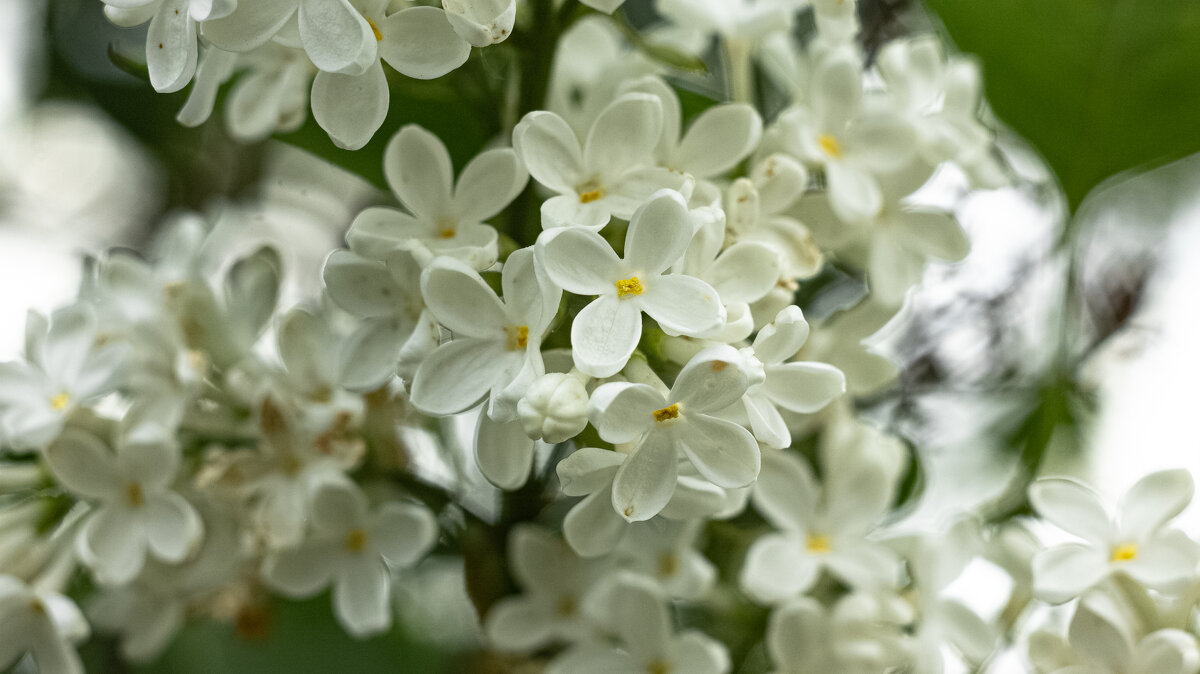 White Lilac | 13 - Sergey Sonvar White Lilac | 13 - Sergey Sonvar