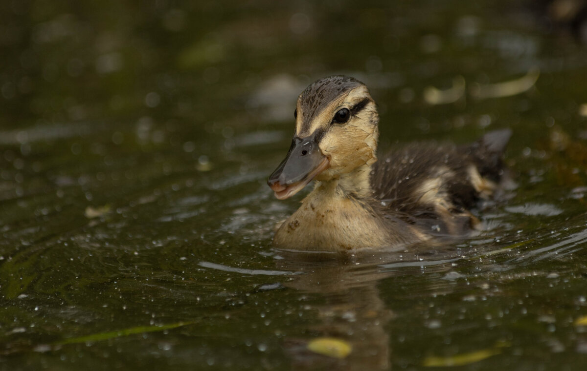 Маленький утенок - Екатерина Счасная