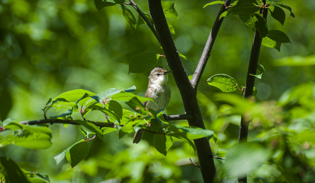 Болотная камышовка. - Вадим Басов