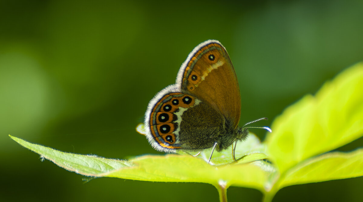 Сенница аркания (лат. Coenonympha arcania) — вид дневных бабочек из семейства Бархатницы - Вадим Басов Сенница аркания (лат. Coenonympha arcania) — вид дневных бабочек из семейства Бархатницы - Вадим Басов