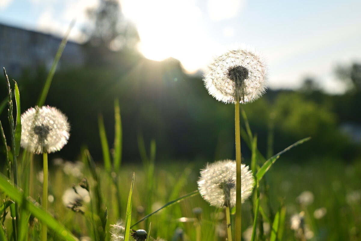 Маленький мир в каждом одуванчике  - Владислав Левашов