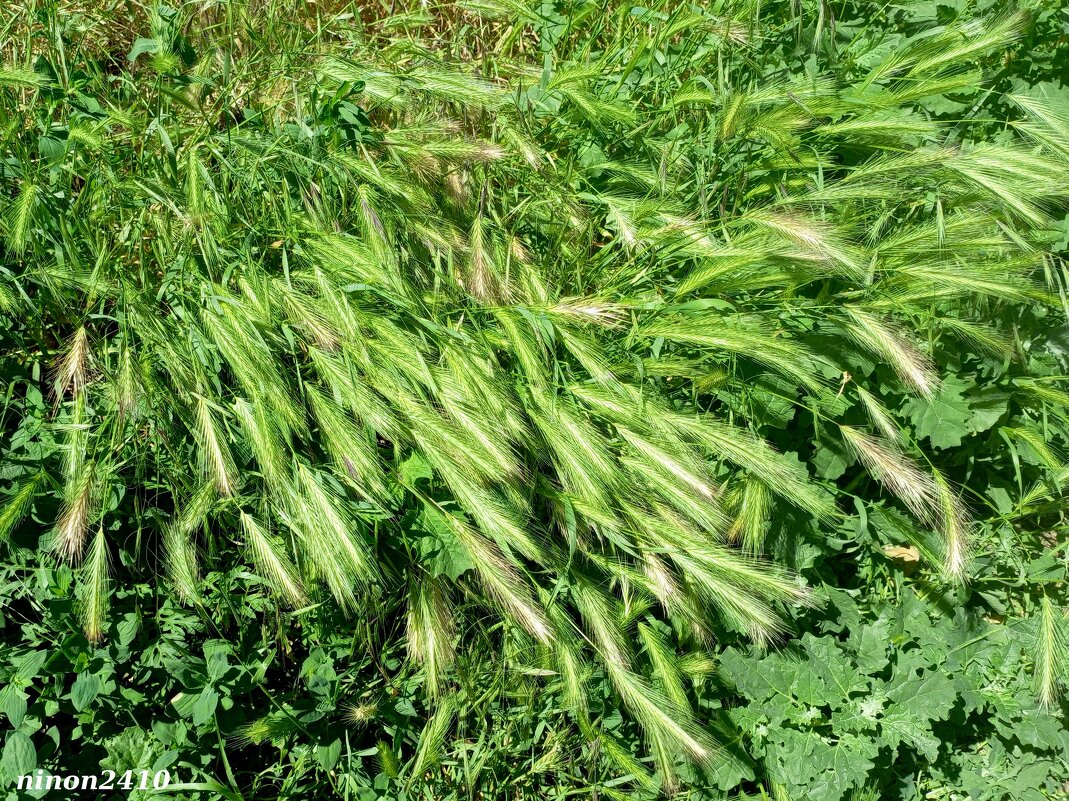 Вчера был сильный ветер... - Нина Бутко