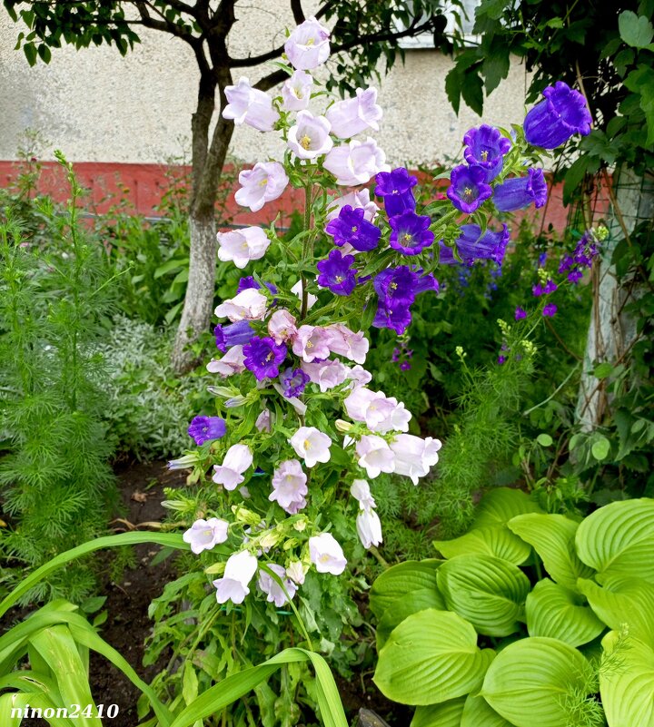 На городском газоне - Нина Бутко