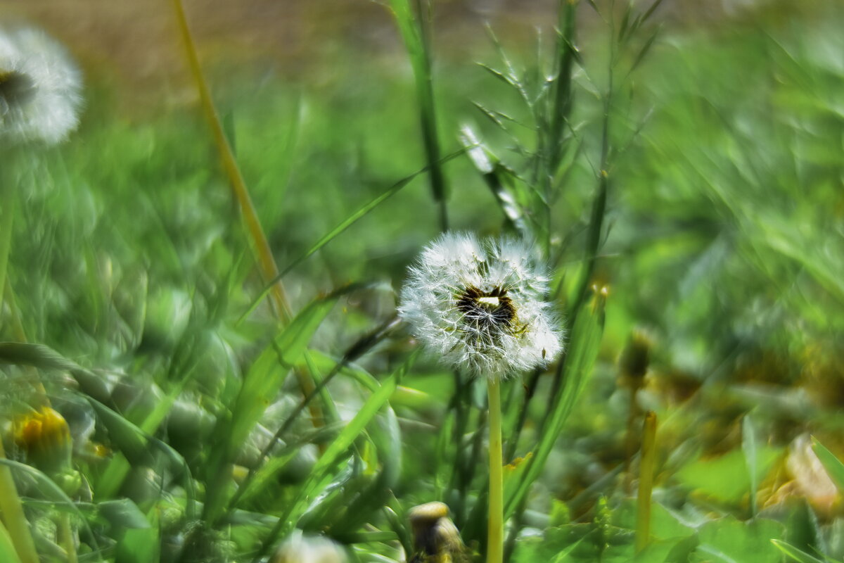 Одуван - Роман Пацкевич