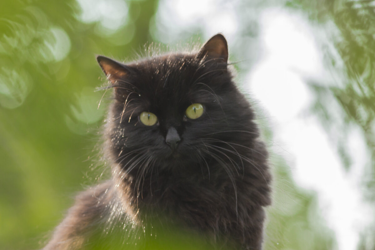 коша Чита - Алексей Булак