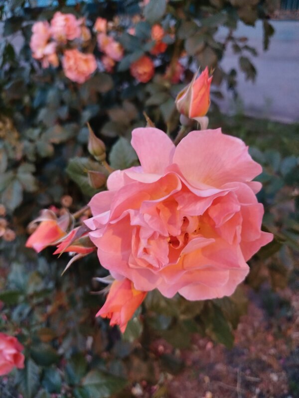 Розовый рай! - Надежда 