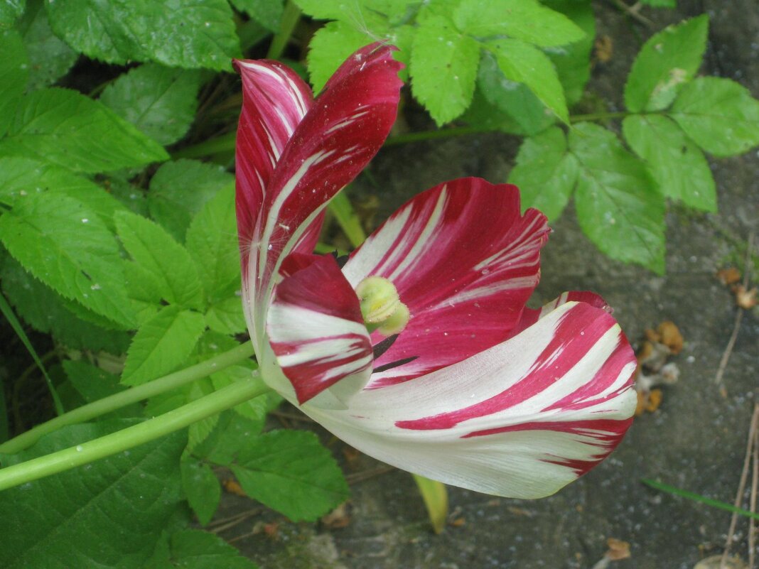 Тюльпан полосатый - Дмитрий Никитин