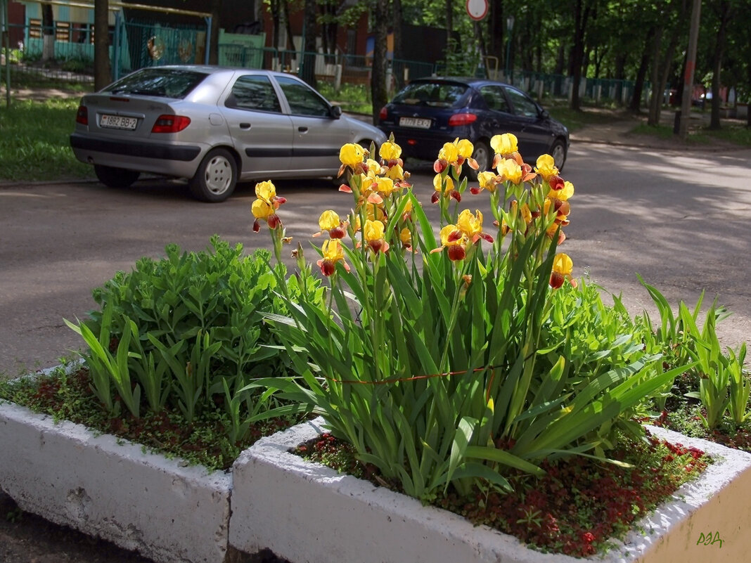 *** - Роланд Дубровский *** - Роланд Дубровский