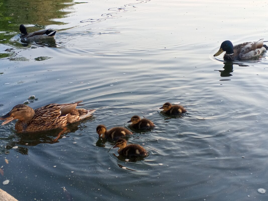 Утята - Сапсан 