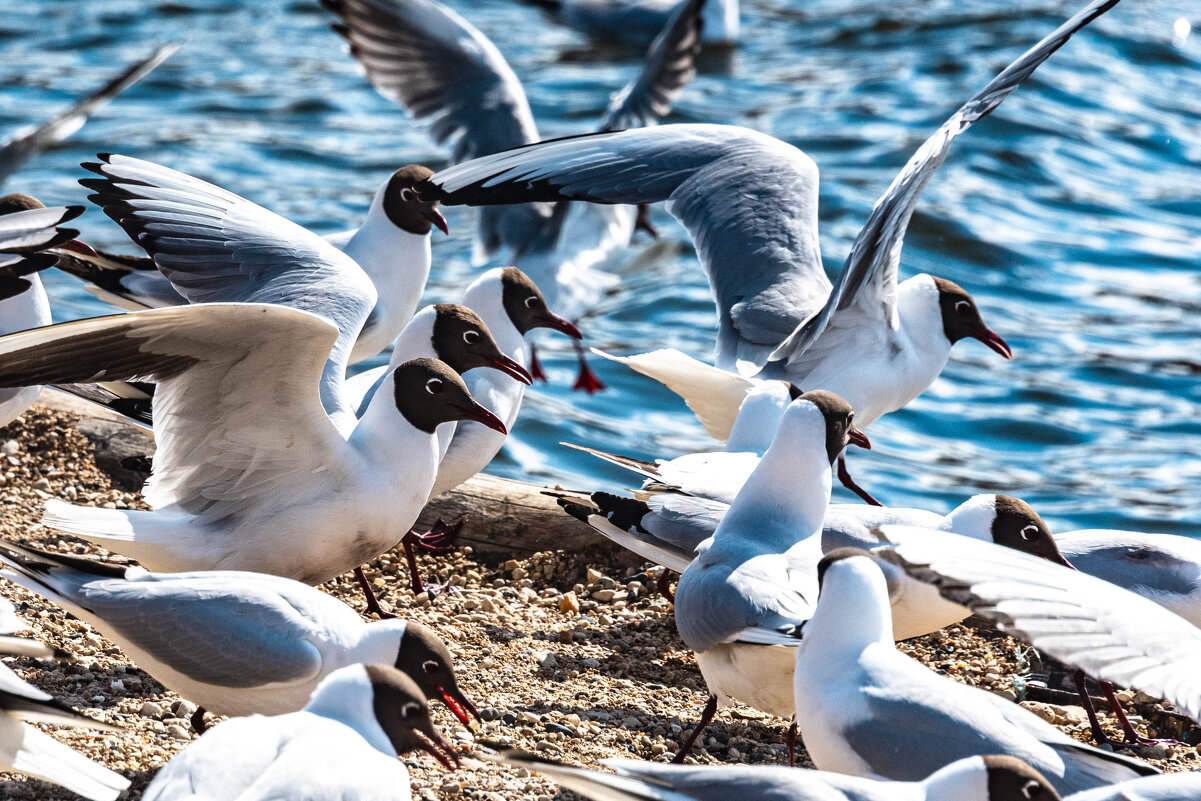 *** - Дмитрий Лупандин *** - Дмитрий Лупандин