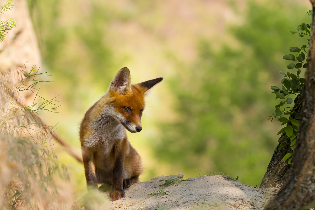 *** - Валерий Черняк *** - Валерий Черняк