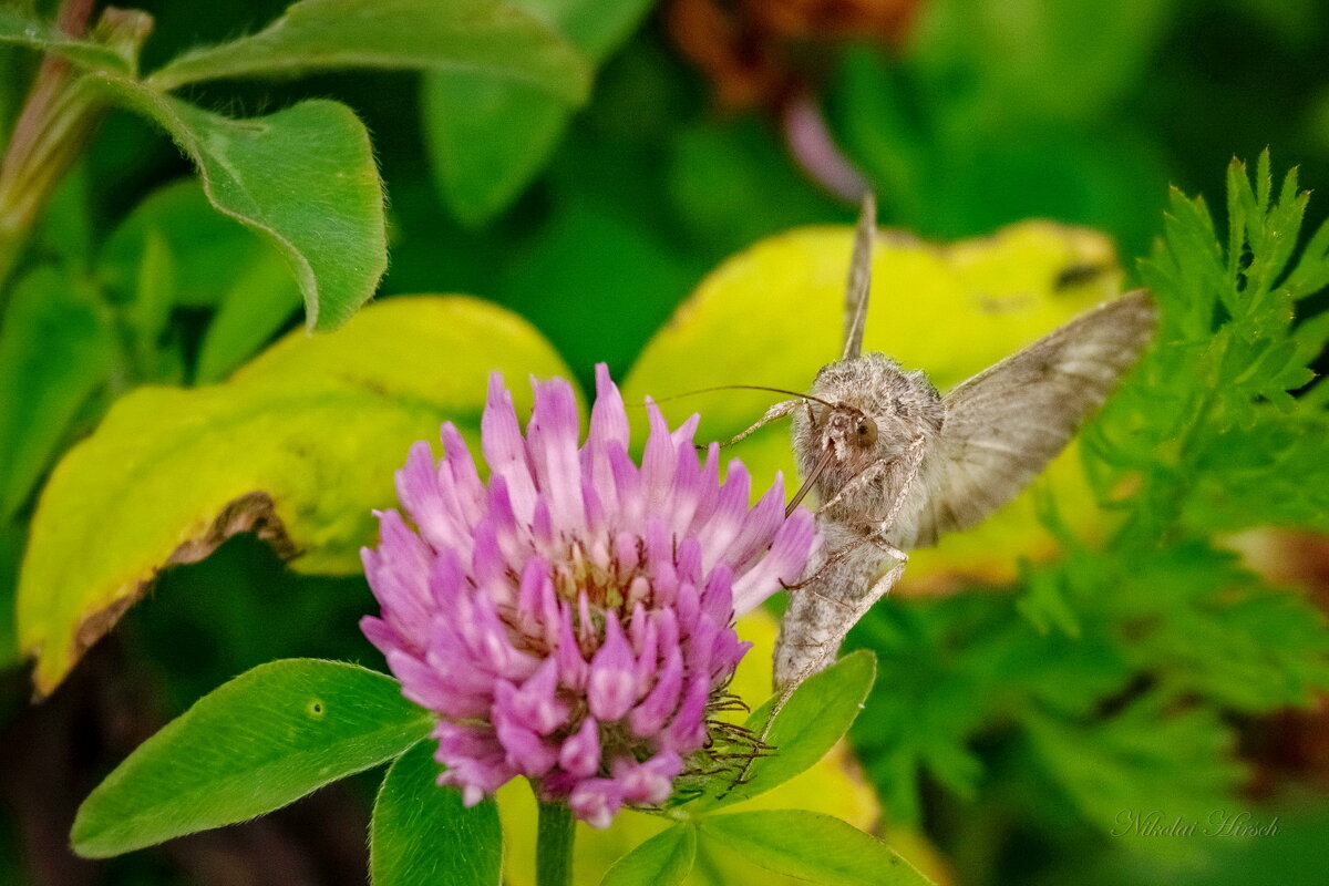 Нектарчику... - Николай Гирш Нектарчику... - Николай Гирш