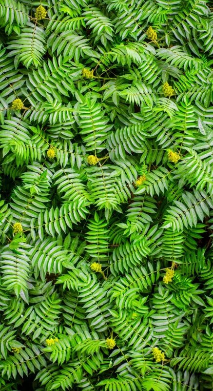 Зелень - Тамара Федорова