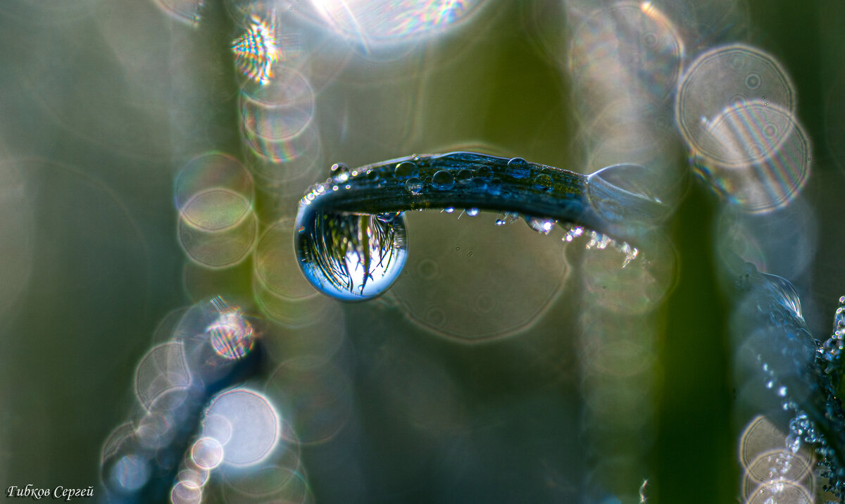 Утренняя росса. - Сергей Гибков Утренняя росса. - Сергей Гибков