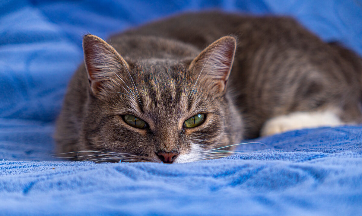 Кот отдыхает. - Сергей Гибков