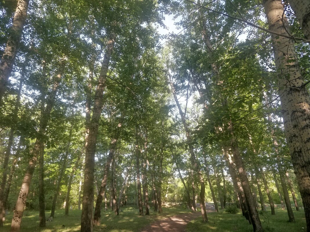 Дорожка в лесу - Андрей Хлопонин Дорожка в лесу - Андрей Хлопонин