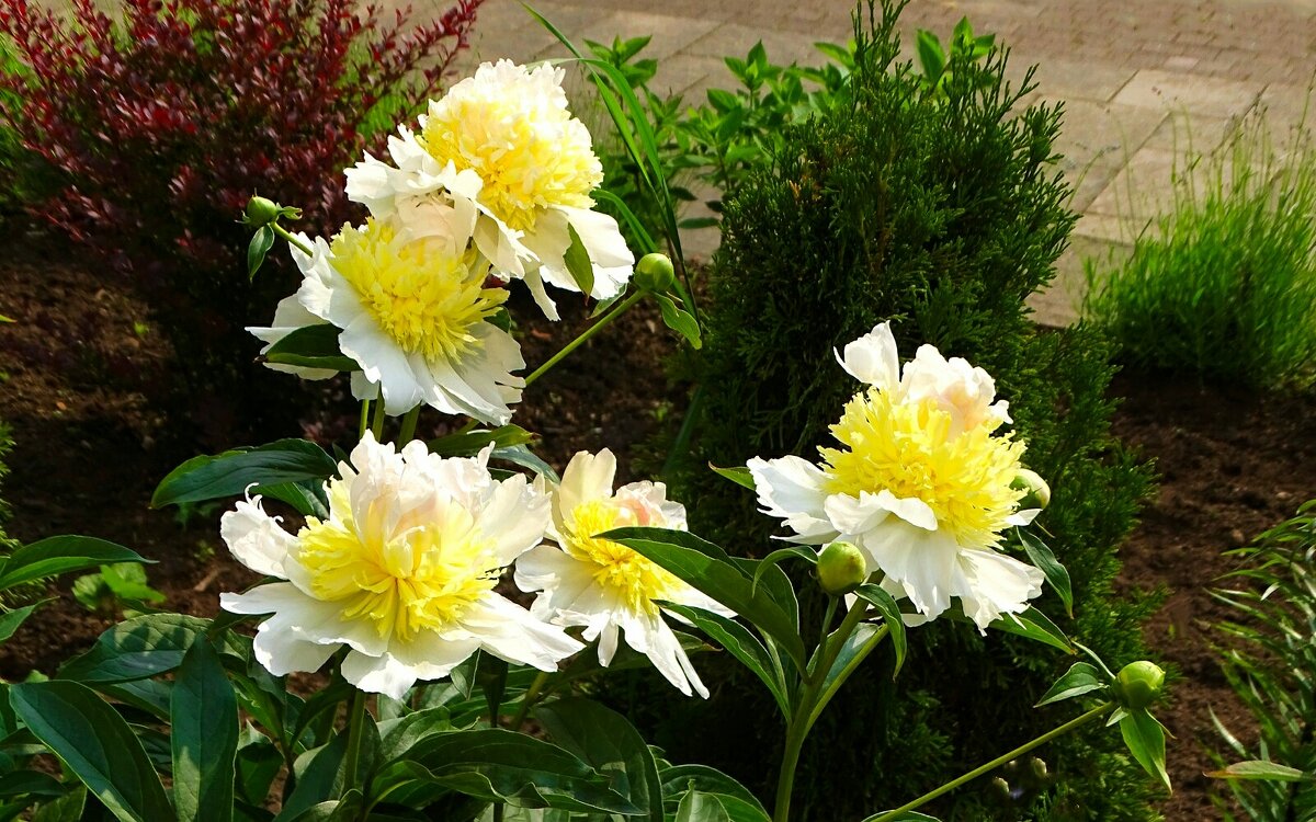 Городские цветы - Милешкин Владимир Алексеевич Городские цветы - Милешкин Владимир Алексеевич