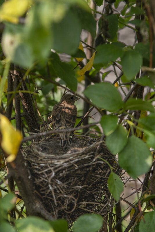 Обыкновенная овсянка - Константин Сафронов