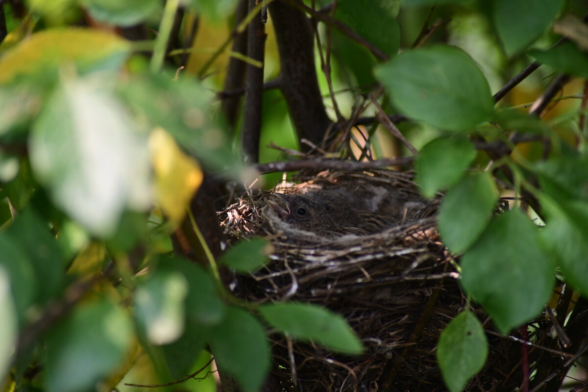Обыкновенная овсянка - Константин Сафронов Обыкновенная овсянка - Константин Сафронов