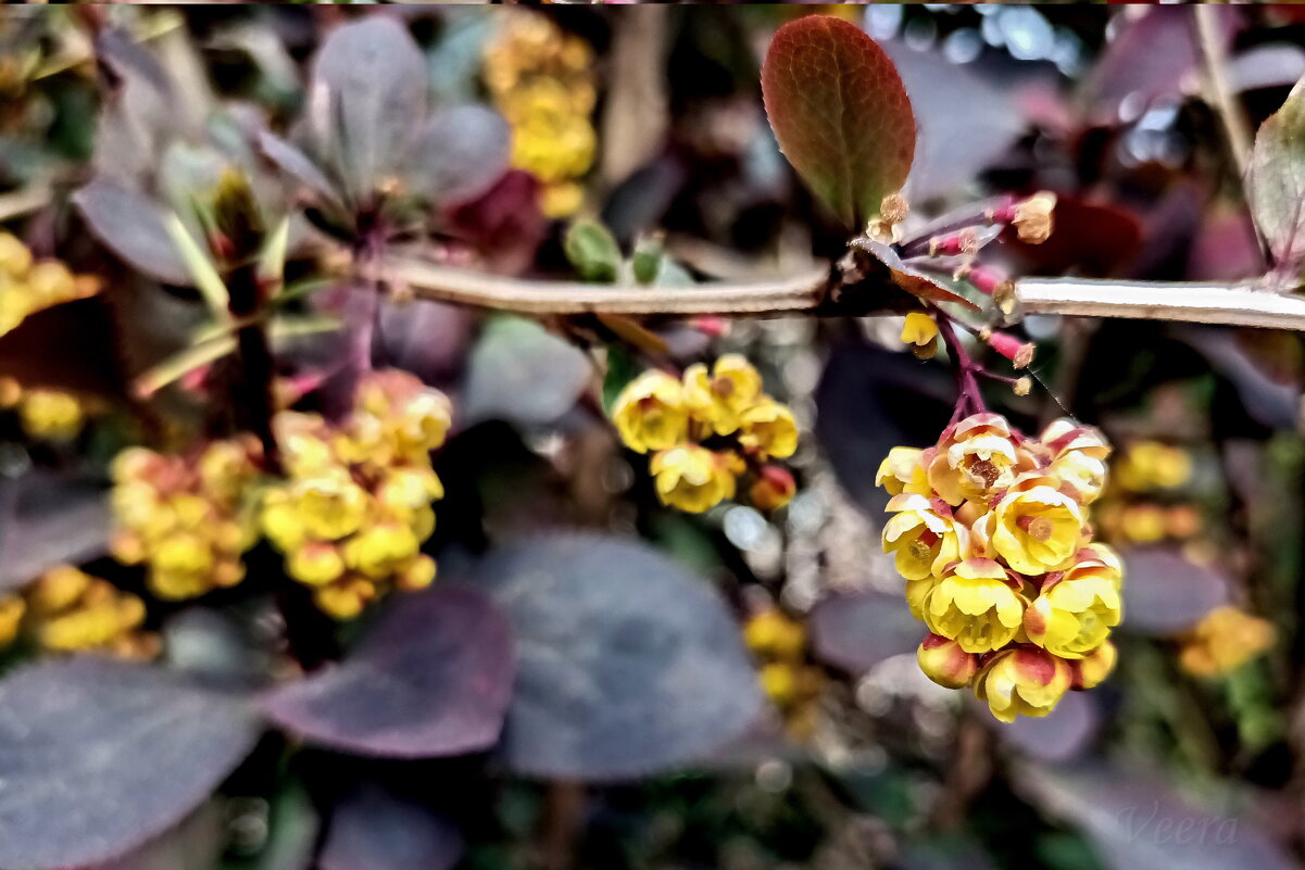 Цветение барбариса - Veera V Цветение барбариса - Veera V