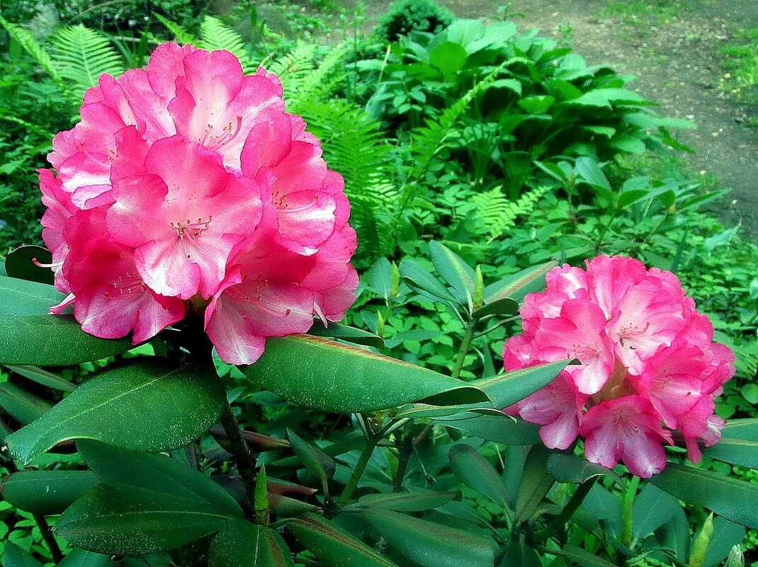 Рододендрон на даче у соседей. - Ольга Довженко