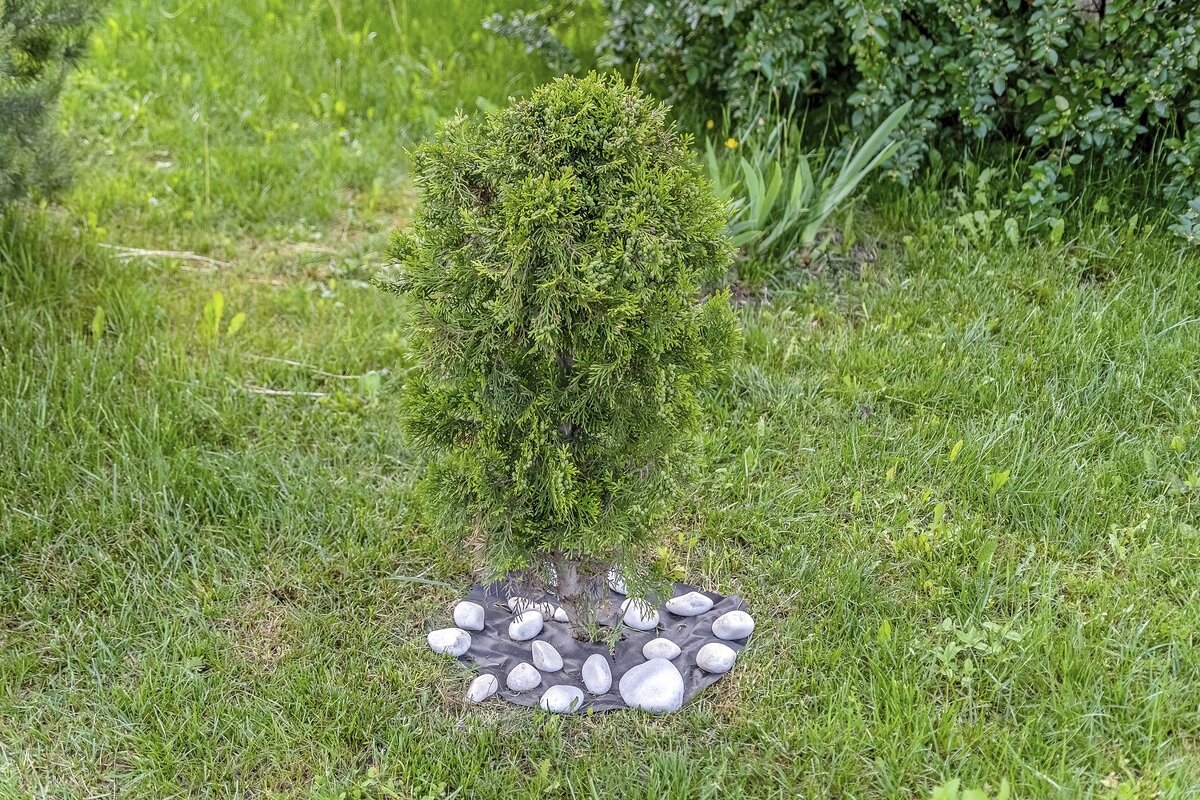 Туя молодая - Валерий Иванович