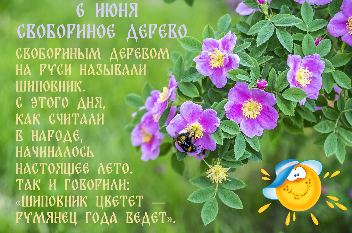 Шиповников день - Валерий Иванович