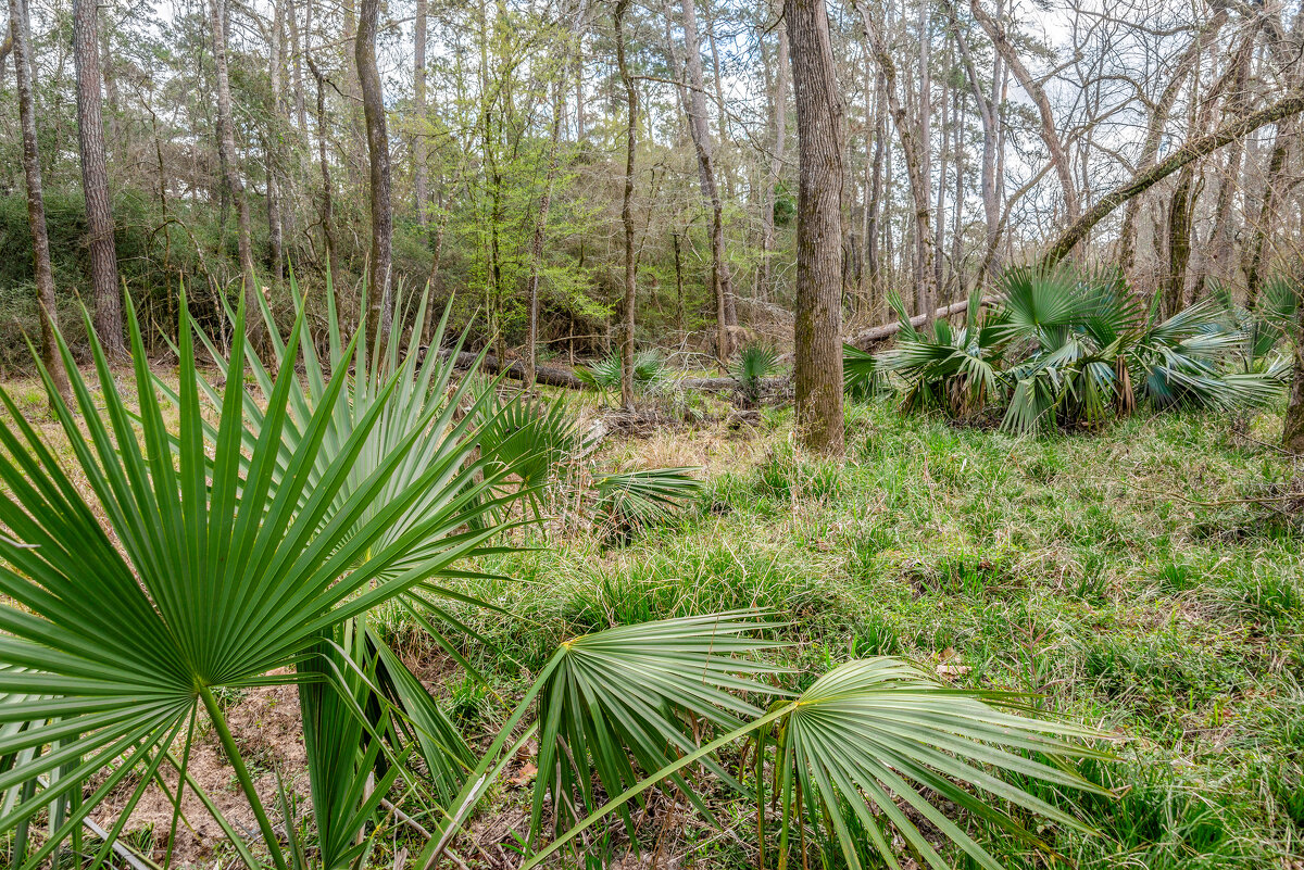 Лес. Юго-восточный Техас, весна - **** vedin Лес. Юго-восточный Техас, весна - **** vedin