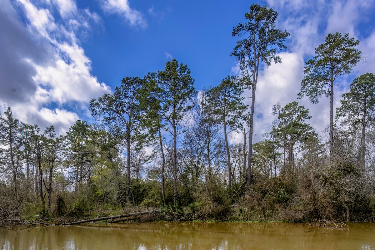 Лес. Юго-восточный Техас, весна - **** vedin Лес. Юго-восточный Техас, весна - **** vedin