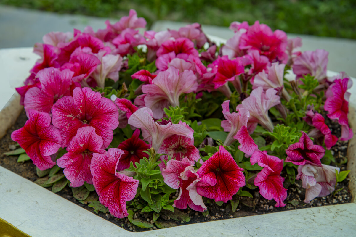 Петуния - Анатолий Чикчирный Петуния - Анатолий Чикчирный