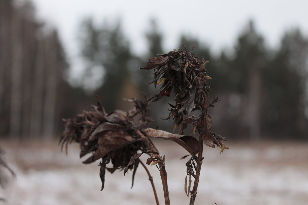 ...в осеннем танце - Андрей Петренко