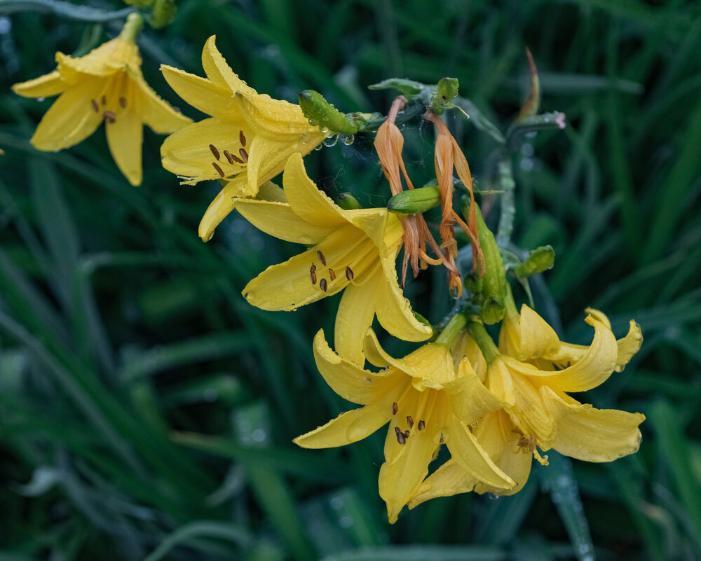 Дождь - Петр 