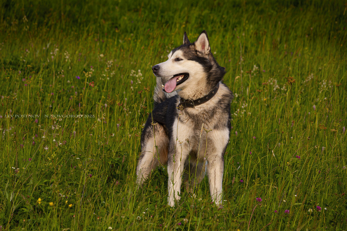 Ярик. - leff Postnov