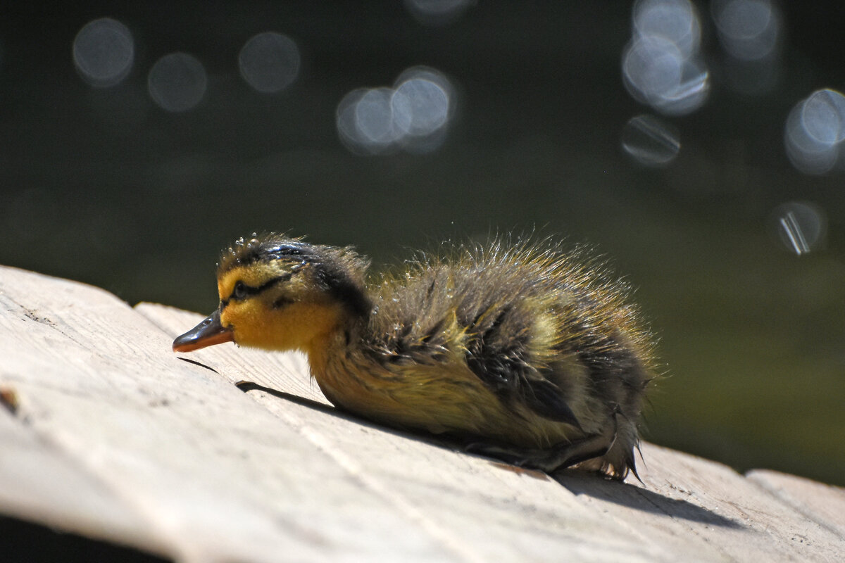 Весна в Аптекарском... - Наташа *****