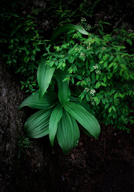 * - Александр Иванов