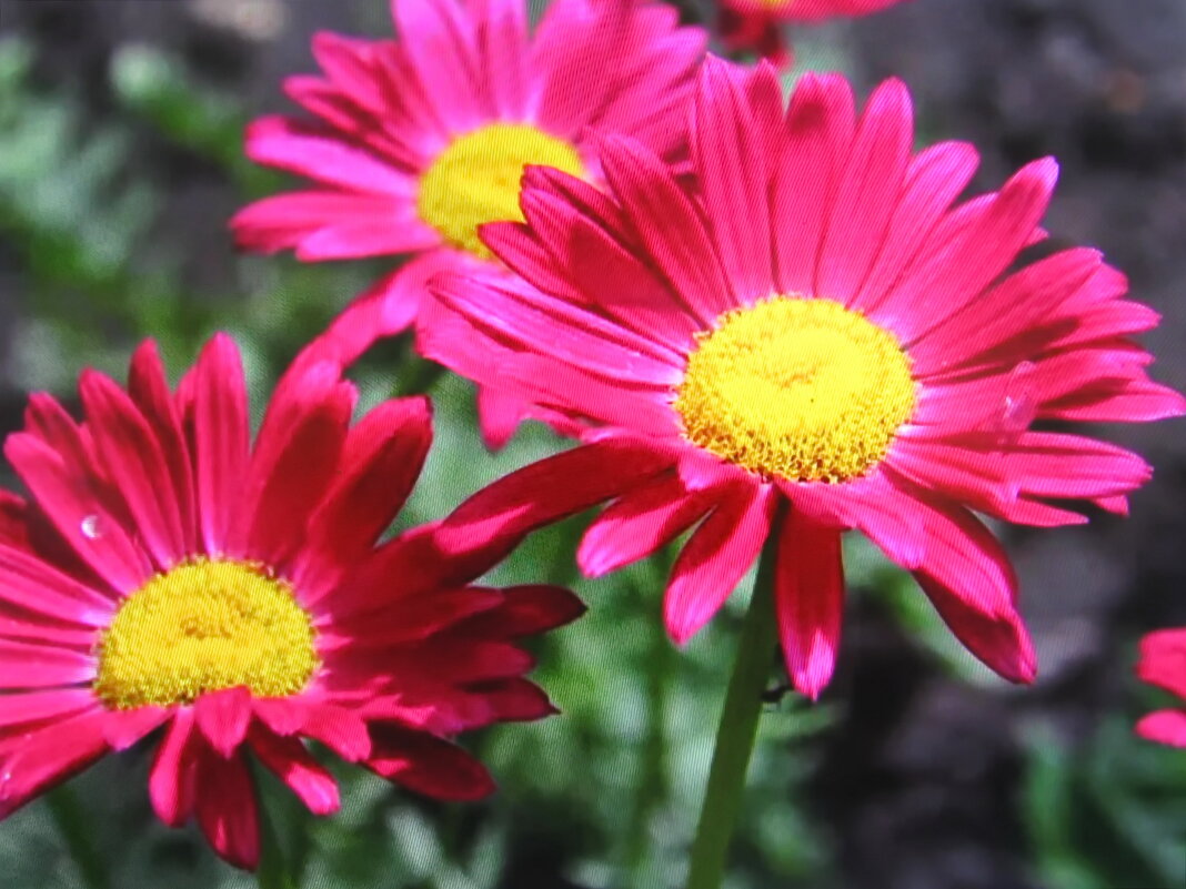 Пиретрум цветёт - Людмила Смородинская Пиретрум цветёт - Людмила Смородинская