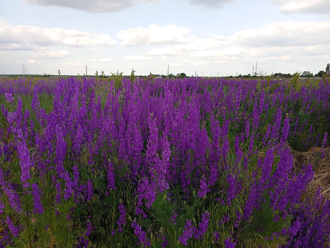 Ставропольская степь вечером... - Константин Штарк Ставропольская степь вечером... - Константин Штарк