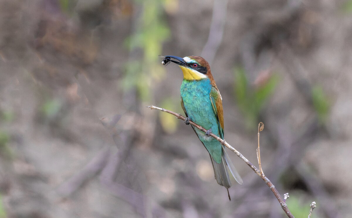 щурки - юрий макаров щурки - юрий макаров