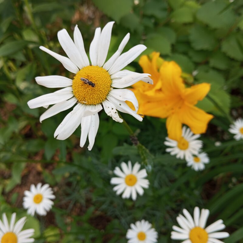 На улицах города - Елена Семигина На улицах города - Елена Семигина