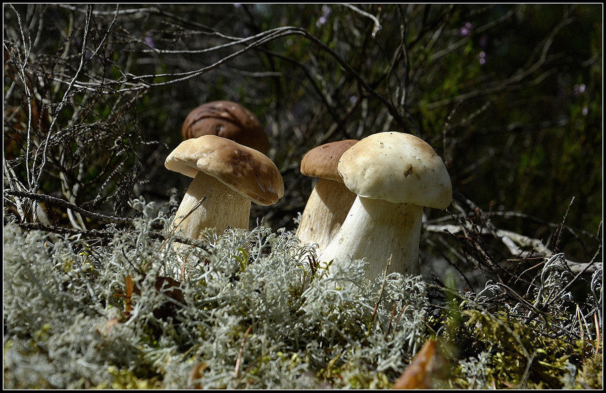 Семейка - Aleksandr Gal