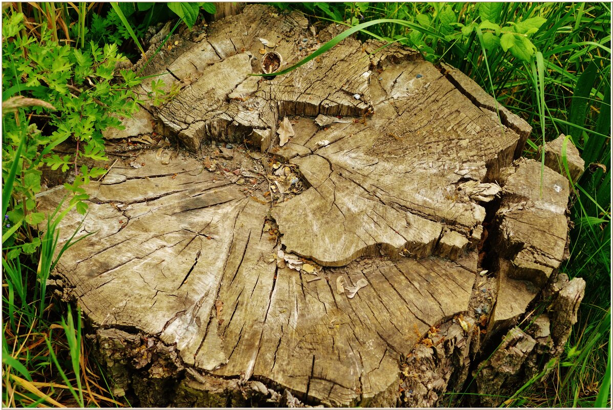 ПЕНЬ... - Elvira E. 