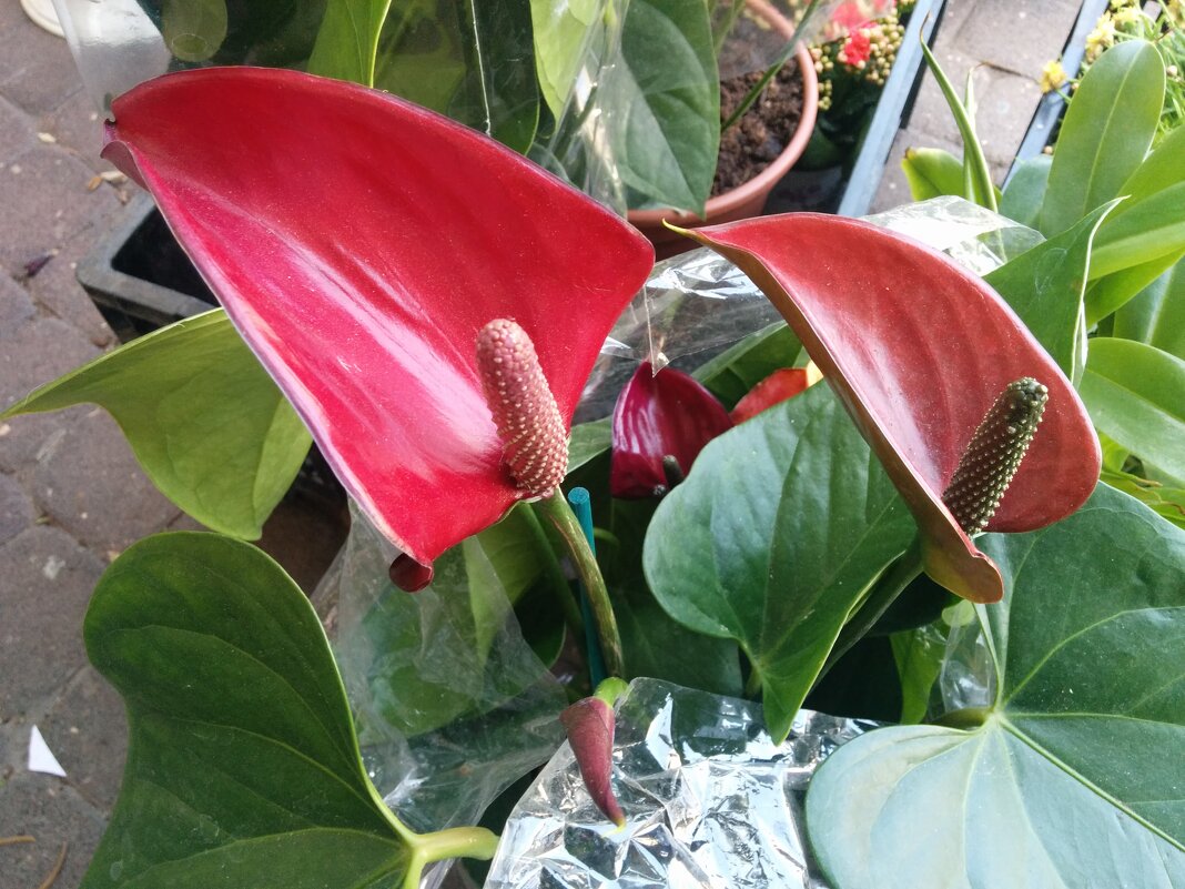 " - Светлана Хращевская