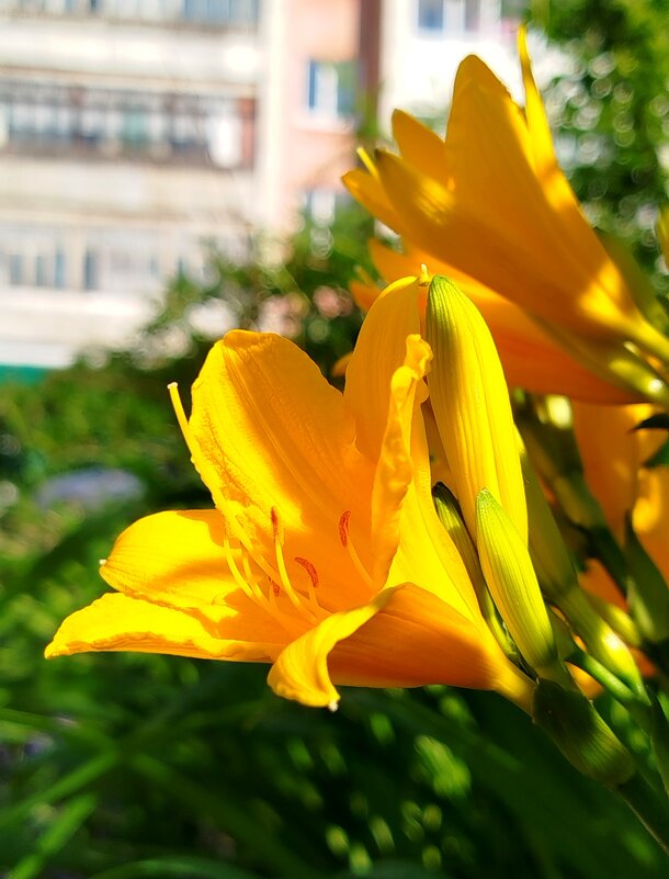 Замечательный лилейник - светлана льдокова Замечательный лилейник - светлана льдокова