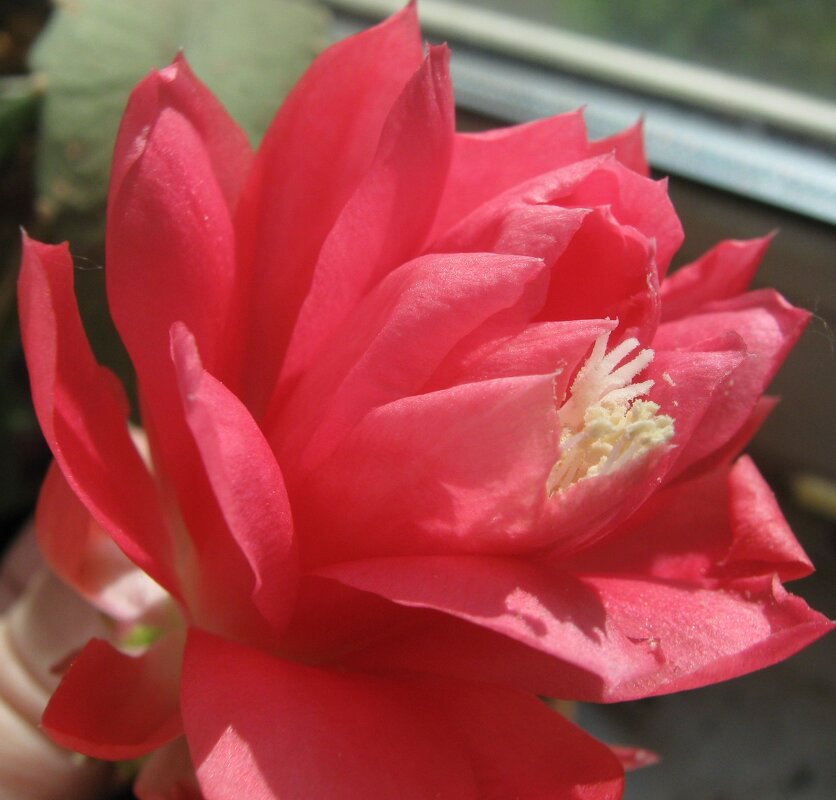 Мой цветок аленький - Елена Семигина Мой цветок аленький - Елена Семигина