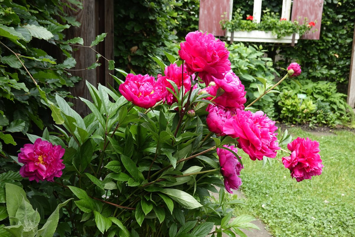 Сами собой Стихи срываются с губ - Цветут пионы. Ёса Бусон - Галина 